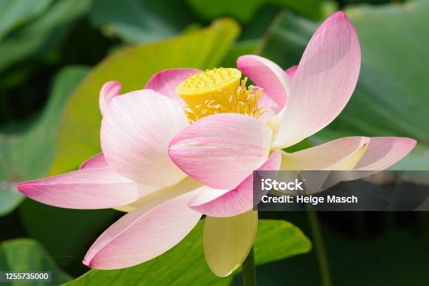 Blüte Der Indischen Lotosblume Stockfoto und mehr Bilder von Abstrakt - Abstrakt, Blume, Blühend