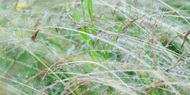 istock panicles and spikelets of faded grass with dew drops creating an abstract background 1255736046
