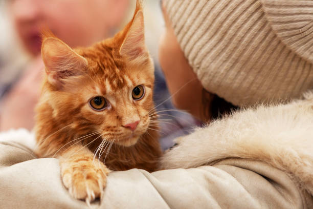 close up portrait of stunning ginger red maine coon cat, sitting on hands of its owner woman. big and fluffy young kitten with expressive look and selective focus on eyes, pretty tassels on ears. - affraid imagens e fotografias de stock