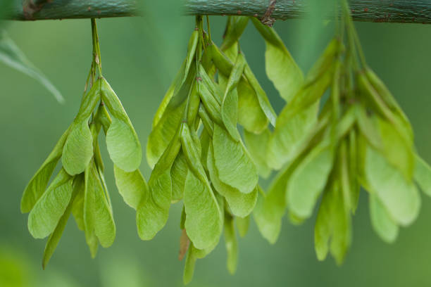 istock young funny ash seeds hanging on a branch 1255736093