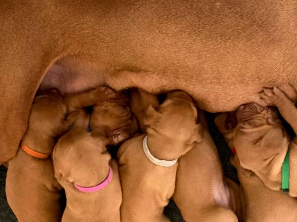 istock Hungarian Vizsla Puppies 1255736112