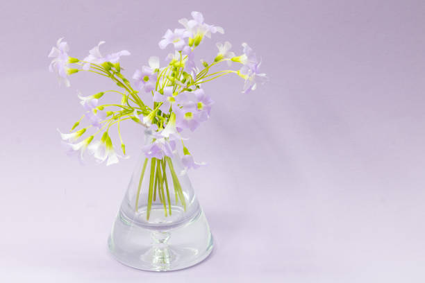 istock Flowers Oxalis in a glass vase 1255736324