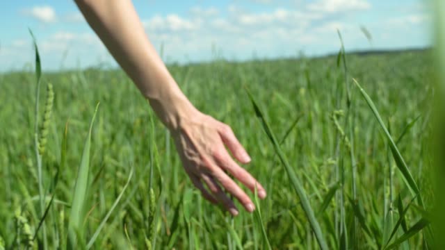 Close-up of a woman's hand running through a wheat field. green wheat.