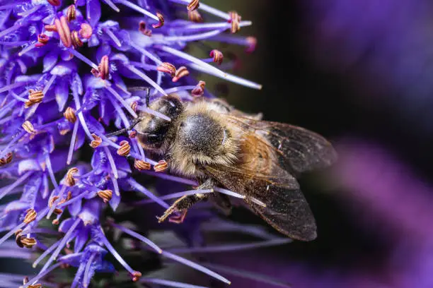 A honey bee sits on a liatris and collects pollen.