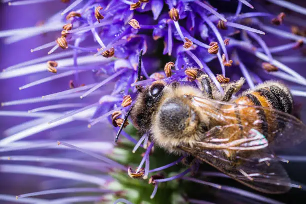 A honey bee sits on a liatris and collects pollen.