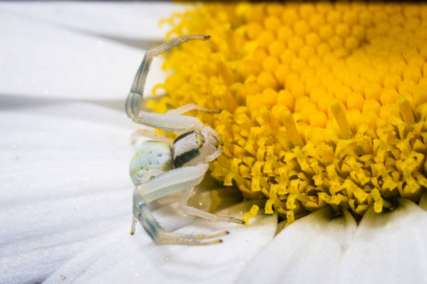 istock World of insects 1255739772