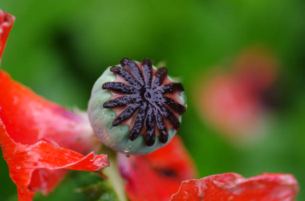 садовый мак или восточный мак - oriental poppy стоковые фото и изображения