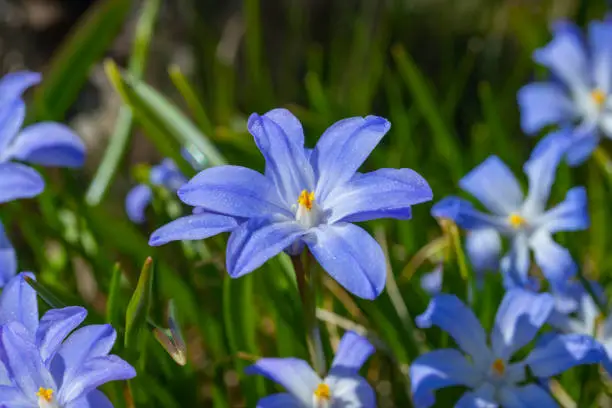 Closeup of blooming blue scilla luciliae flowers in sunny day. First spring bulbous plants. Selective focus.