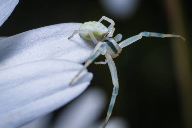 istock World of insects 1255740432