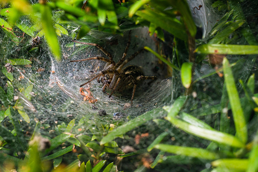 A funnel web spider in its web is waiting for the next prey.