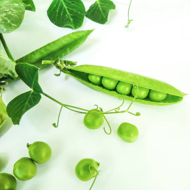 istock green peas in open pod and green pea leaves with curls on a white background 1255740645