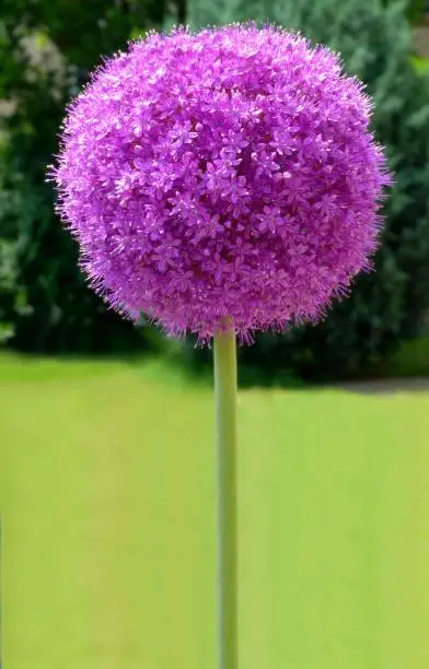 purple sphere shaped blooming Giganteum Allium macro. on common name giant onion flower in the foreground and blurred green and yellow color soft background. selective focus. beauty in nature concept