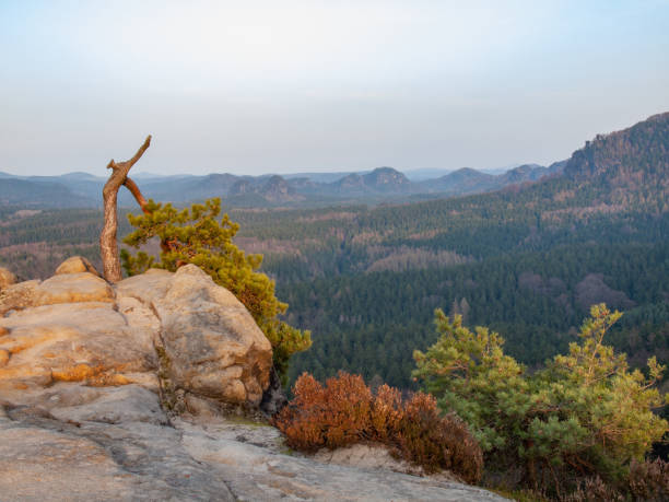 istock Lone pine. Landscape of natural wild 1255742147