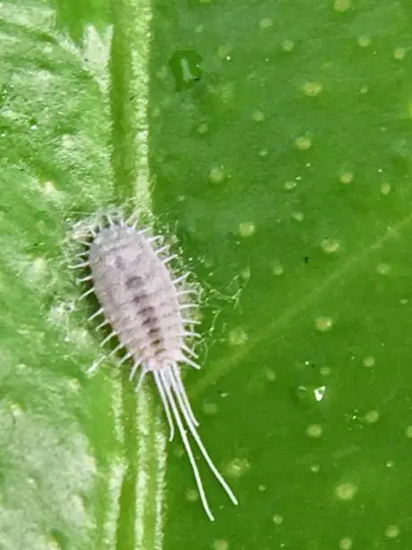 Photo of planococcus citri / citrus mealybug on a lime leaf