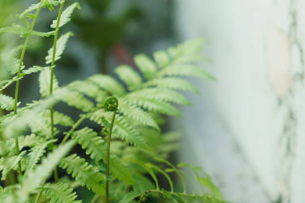 istock Vegetable fern leaves 1255743344
