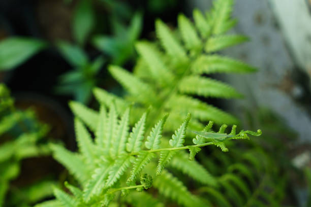 Green leaves close up. Natur background
