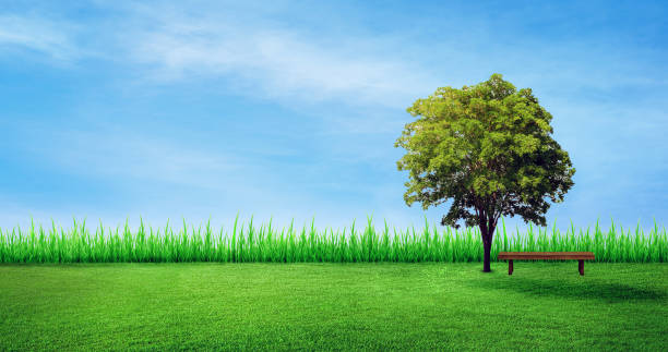 istock Alone tree and wooden long chair on green grass meadow field. 1255744050