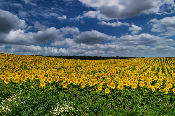 istock Sunflower Field Landscape 1255744067
