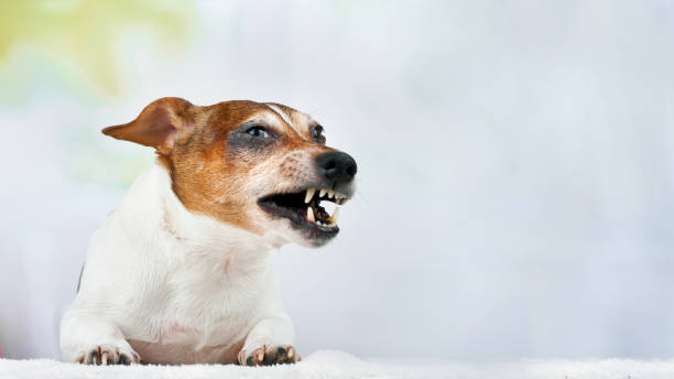 istock funny brown white dog lies with open mouth posing by wall 1255744112