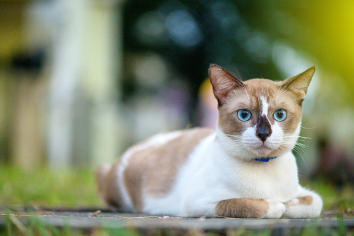 Image of Siamese blue-eyed cat resting on grass at public park.