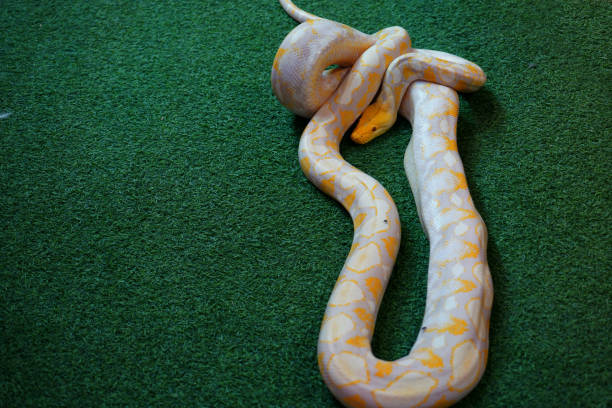 Thai Python Blue Golden Thai Python Snake Stock Photos, Pictures & Royalty-Free Images ...