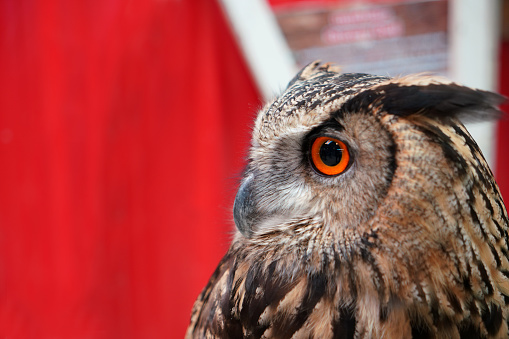 Close up Face of owl, nocturnal animals