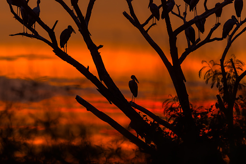Asian openbill on the dead tree with sunset