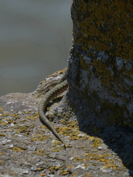 istock Tail of the lizard on the stone behind the wall 1255745827