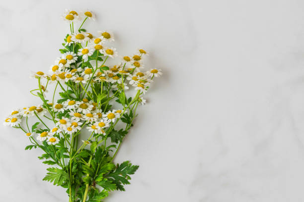 chamomile or camomile flowers bouquet on white background with copy space. top view. flat lay. festive background - chamomile plant imagens e fotografias de stock