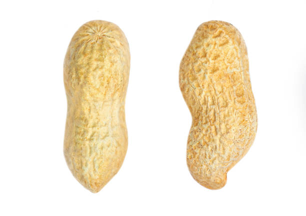 istock Peanut isolated  on the white background.  Dried peanut collection closeup 1255749838