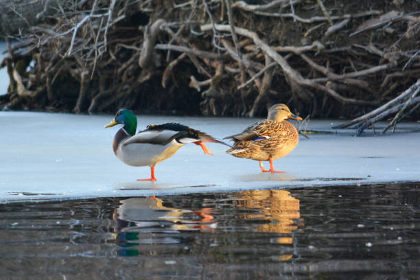 istock Male and Female Mallard Ducks on Ice 1255753011