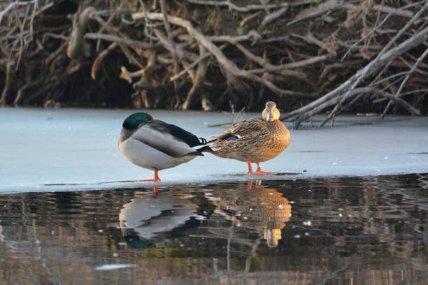 istock Male and Female Mallard Ducks on Ice 1255753012