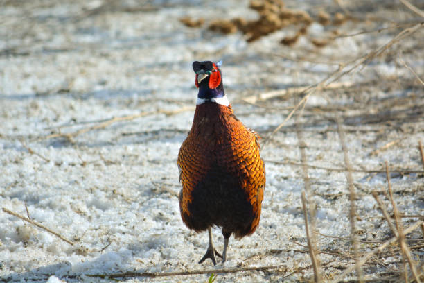 Male (Cock) Ring-Necked Pheasant in Snow stock photo
