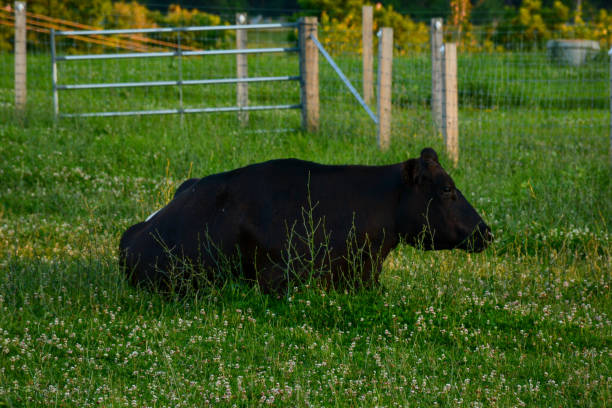 istock Black Angus Cow in Field 1255753024