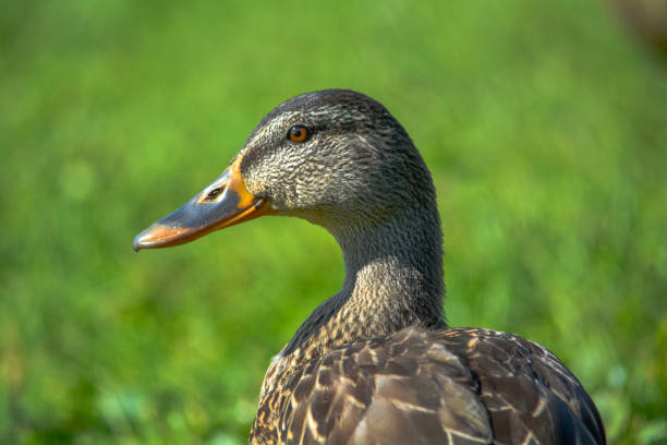 Female Mallard Duck in Grass stock photo