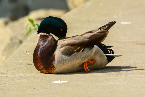 Male Mallard Duck Resting and Preening stock photo