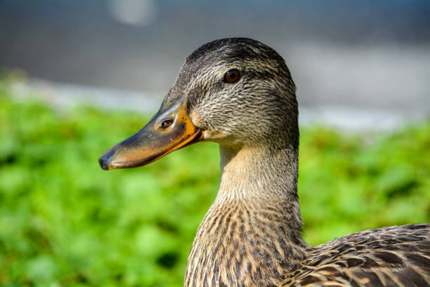 Female Mallard Duck in Grass stock photo