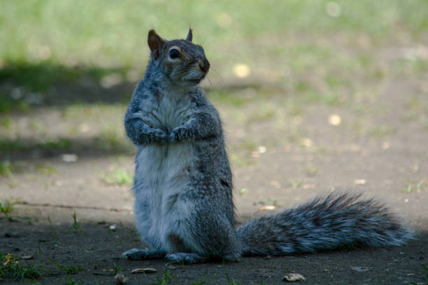 Gray Squirrel Sitting Upright stock photo