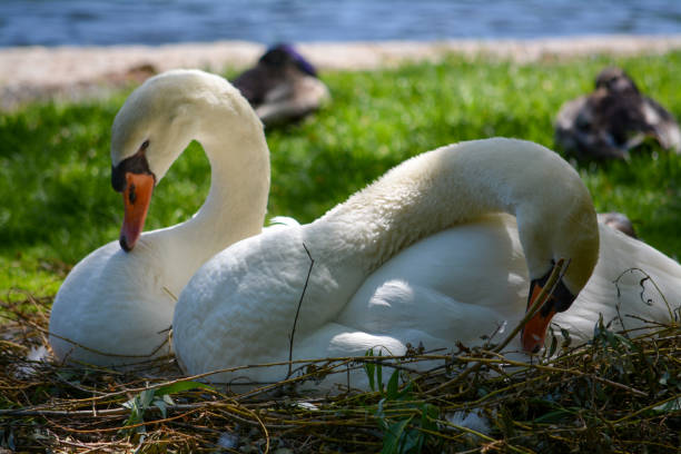 Two Mute Swans Nesting stock photo