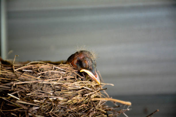 Young Robin Sleeping in Nest stock photo