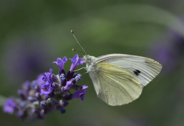 istock Butterflies family Pieridae. 1255753116