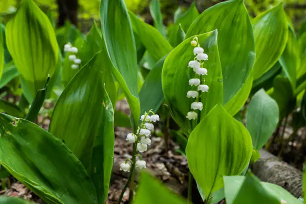 Lily of the Valley - Convallaria majalis plants with white blooming flowers and green stems in late spring, macro shot