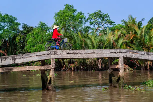 Photo of Vietnamese woman riding a bicycle, Mekong River Delta, Vietnam