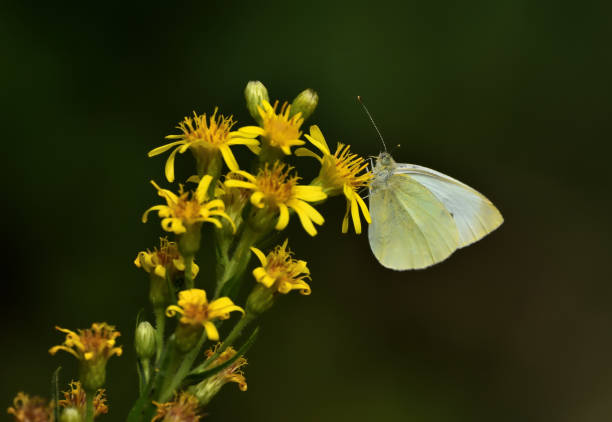 istock Butterflies family Pieridae. 1255753460