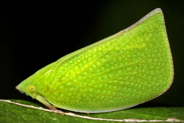 A bright green leaf-mimicking planthopper, originally from Australia, but now established in California, where this one was photographed