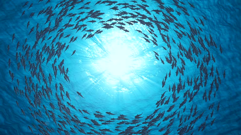 School Of Fish.Sharks swim in a circle.