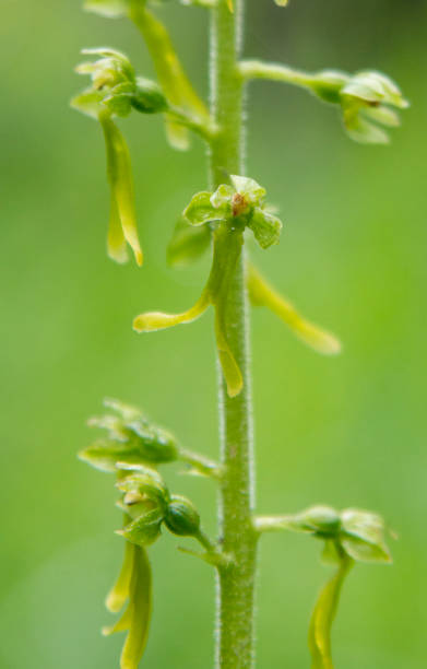 istock Common Twayblade (Listera ovata) in natural habitat 1255754983