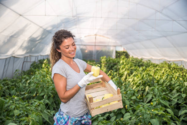 jeune femme satisfaite cueillant le poivre dans le panier dans la serre et souriant pour des légumes qu’elle a plantés pendant que la petite entreprise démarre et se tournant vers l’aliment organique sain et naturel croissant - small business enjoyment growth planning photos et images de collection