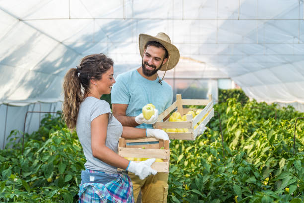 온실 바구니에 고추를 따기와 그들이 중소기업으로 심은 야채에 대한 미소와 건강하고 자연 재배 유기농 음식에 의존 젊은 만족 가족 부부 - small business enjoyment growth planning 뉴스 사진 이미지