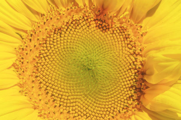 istock Sunflower flower close-up. Blurred closeup. 1255756152